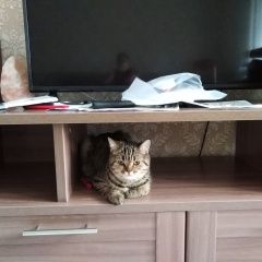 Подробнее об объявлении «Пропала кошка в крекшино д. митькино, дск колос Кокошкино» Фото: пропала кошка Скоттиш страйт (шотландская прямоухая) «Пропала кошка в крекшино д. митькино, дск колос...» в г. Кокошкино