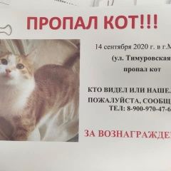 Подробнее об объявлении «Москва Пропал кот рыжий кот царицыно» Фото: пропала кошка  «Москва Пропал кот рыжий кот царицыно» в г. Москва