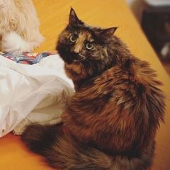 Подробнее об объявлении «Москва Пропала кошка буся» Фото: пропала кошка  «Москва Пропала кошка буся» в г. Москва