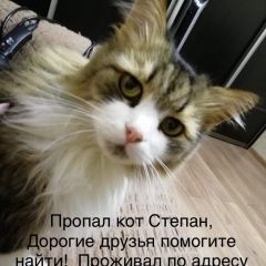 Подробнее об объявлении «Пропал кот Ставрополь» Фото: пропала кошка  «Пропал кот Ставрополь» в г. Ставрополь