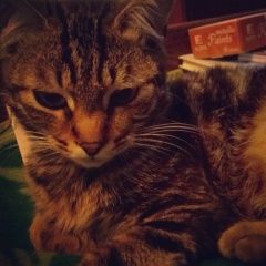 Подробнее об объявлении «Пропал кот в районе гор. больницы Новороссийск» Фото: пропала кошка  «Пропал кот в районе гор. больницы Новороссийск» в г. Новороссийск