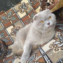 Подробнее об объявлении «Пропал кот Симферополь» Фото: пропала кошка  «Пропал кот Симферополь» в г. Симферополь