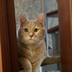 Подробнее об объявлении «Пропал кот Пушкино» Фото: пропала кошка Британская короткошерстная «Пропал кот Пушкино» в г. Пушкино