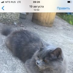Подробнее об объявлении «Зеленогорск (Ленинградская обл.) Пропала кошка» Фото: пропала кошка  «Зеленогорск (Ленинградская обл.) Пропала кошка» в г. Зеленогорск (Ленинградская обл.)