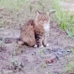 Подробнее об объявлении «Москва Пропал кот тёплый стан» Фото: пропала кошка  «Москва Пропал кот тёплый стан» в г. Москва