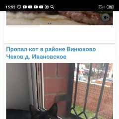 Подробнее об объявлении «Чехов Пропал кот, в районе винюково» Фото: пропала кошка  «Чехов Пропал кот, в районе винюково» в г. Чехов