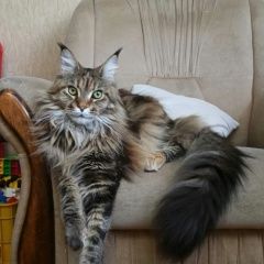 Подробнее об объявлении «Севастополь Пропала кошка мейн-кун» Фото: пропала кошка Мейн-кун «Севастополь Пропала кошка мейн-кун» в г. Севастополь