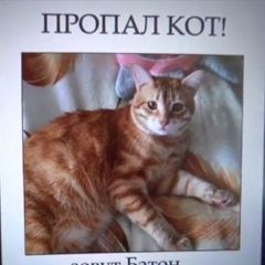 Подробнее об объявлении «Пропал кот батон Черкассы» Фото: пропала кошка  «Пропал кот батон Черкассы» в г. Черкассы