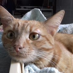 Подробнее об объявлении «Воронеж Пропал кот рыжий кот» Фото: пропала кошка  «Воронеж Пропал кот рыжий кот» в г. Воронеж