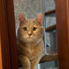 Подробнее об объявлении «Пропал кот Пушкино» Фото: пропала кошка Британская короткошерстная «Пропал кот Пушкино» в г. Пушкино