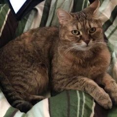 Подробнее об объявлении «Чехов Пропала кошка снт «дружба» роговское поселение» Фото: пропала кошка  «Чехов Пропала кошка снт «дружба» роговское...» в г. Чехов