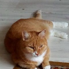 Подробнее об объявлении «Пропал кот рыжик Подольск» Фото: пропала кошка  «Пропал кот рыжик Подольск» в г. Подольск