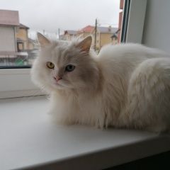 Подробнее об объявлении «Нижний Новгород Пропал кот» Фото: пропала кошка  «Нижний Новгород Пропал кот» в г. Нижний Новгород