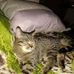 Подробнее об объявлении «Москва Пропала кошка» Фото: пропала кошка  «Москва Пропала кошка» в г. Москва