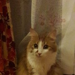 Подробнее об объявлении «Олонец Пропал кот тишка» Фото: пропала кошка  «Олонец Пропал кот тишка» в г. Олонец