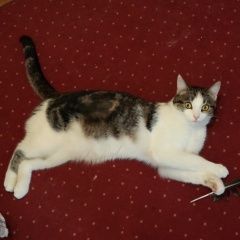 Подробнее об объявлении «Москва Пропала кошка и. планерная» Фото: пропала кошка  «Москва Пропала кошка и. планерная» в г. Москва