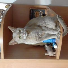 Подробнее об объявлении «Набережные Челны Пропала кошка» Фото: пропала кошка Абиссинская «Набережные Челны Пропала кошка» в г. Набережные Челны