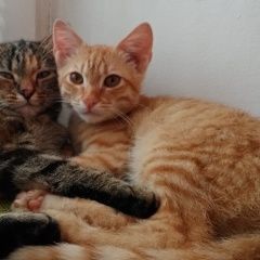 Подробнее об объявлении «Брянск Пропал кот помогите найти» Фото: пропала кошка  «Брянск Пропал кот помогите найти» в г. Брянск