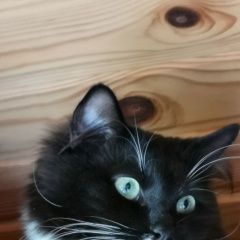 Подробнее об объявлении «Псков Пропал кот» Фото: пропала кошка  «Псков Пропал кот» в г. Псков