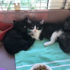 Подробнее об объявлении «Пропала кошка маленькая чёрная кошечка 1, 5-2 месяца Электросталь» Фото: пропала кошка  «Пропала кошка маленькая чёрная кошечка 1, 5-2...» в г. Электросталь