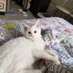 Подробнее об объявлении «Москва Пропала кошка помогите найти» Фото: пропала кошка Мейн-кун «Москва Пропала кошка помогите найти» в г. Москва