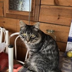 Подробнее об объявлении «Иркутск Пропал кот кузя» Фото: пропала кошка Курильский бобтейл «Иркутск Пропал кот кузя» в г. Иркутск