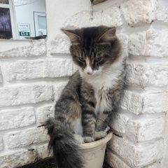 Подробнее об объявлении «Москва Пропал кот» Фото: пропала кошка  «Москва Пропал кот» в г. Москва