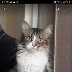 Подробнее об объявлении «Пропала кошка кошечка ася Анапа» Фото: пропала кошка  «Пропала кошка кошечка ася Анапа» в г. Анапа