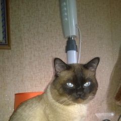 Подробнее об объявлении «Воронеж Пропал кот» Фото: пропала кошка Сиамская «Воронеж Пропал кот» в г. Воронеж