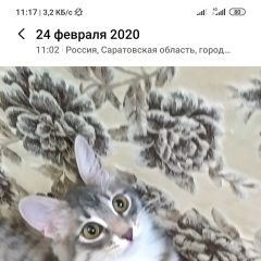 Подробнее об объявлении «Саратов Пропала кошка» Фото: пропала кошка  «Саратов Пропала кошка» в г. Саратов