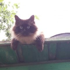 Подробнее об объявлении «Чебоксары Пропал кот» Фото: пропала кошка Невская маскарадная «Чебоксары Пропал кот» в г. Чебоксары