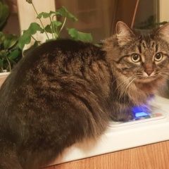 Подробнее об объявлении «Москва Пропал кот» Фото: пропала кошка  «Москва Пропал кот» в г. Москва