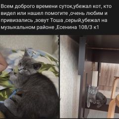 Подробнее об объявлении «Пропал кот Краснодар» Фото: пропала кошка Британская короткошерстная «Пропал кот Краснодар» в г. Краснодар