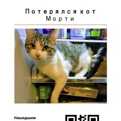 Подробнее об объявлении «Казань Пропал кот» Фото: пропала кошка  «Казань Пропал кот» в г. Казань