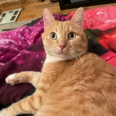 Подробнее об объявлении «Пропал кот рыжий кот Немчиновка» Фото: пропала кошка  «Пропал кот рыжий кот Немчиновка» в г. Немчиновка