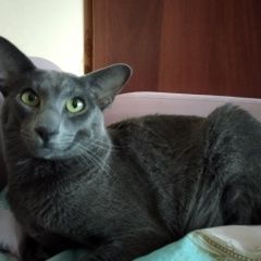 Подробнее об объявлении «Иваново Пропал кот ориентал» Фото: пропала кошка Ориентальная (восточная короткошерстная) «Иваново Пропал кот ориентал» в г. Иваново