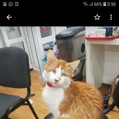 Подробнее об объявлении «Пропал кот слепой рыжий кот лео-луша Новороссийск» Фото: пропала кошка  «Пропал кот слепой рыжий кот лео-луша Новороссийск» в г. Новороссийск