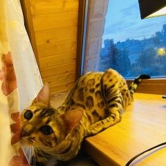 Подробнее об объявлении «Пропала кошка Подольск» Фото: пропала кошка Бенгальская «Пропала кошка Подольск» в г. Подольск