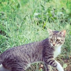 Подробнее об объявлении «Пропал кот помогите Сочи» Фото: пропала кошка  «Пропал кот помогите Сочи» в г. Сочи