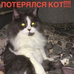 Подробнее об объявлении «Пропал кот  Оричи» Фото: пропала кошка  «Пропал кот  Оричи» в г. Оричи
