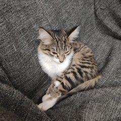 Подробнее об объявлении «Пропала кошка котенок 5 месяцев Уфа» Фото: пропала кошка  «Пропала кошка котенок 5 месяцев Уфа» в г. Уфа