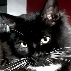 Подробнее об объявлении «Воронеж Пропал кот помогите вернуть друга» Фото: пропала кошка Сибирская «Воронеж Пропал кот помогите вернуть друга» в г. Воронеж