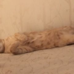 Подробнее об объявлении «Москва Пропал кот около детского сада 237, по улице волгина» Фото: пропала кошка  «Москва Пропал кот около детского сада 237, по...» в г. Москва