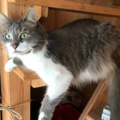 Подробнее об объявлении «Пропала кошка Красногорск» Фото: пропала кошка  «Пропала кошка Красногорск» в г. Красногорск