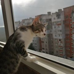 Подробнее об объявлении «Пропал кот, отзывается на алекс или кс. Симферополь» Фото: пропала кошка  «Пропал кот, отзывается на алекс или кс....» в г. Симферополь