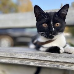 Подробнее об объявлении «Пропала кошка любимая кошка  Орехово-Зуево» Фото: пропала кошка  «Пропала кошка любимая кошка  Орехово-Зуево» в г. Орехово-Зуево