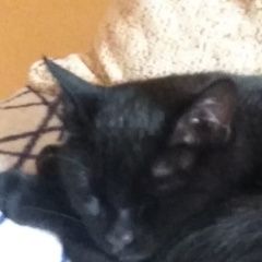 Подробнее об объявлении «Мытищи помогите найти пропал черный кот 23 сентября» Фото: потеряшка  «Мытищи помогите найти пропал черный кот 23...» в г. Мытищи