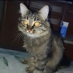 Подробнее об объявлении «Ангарск Пропала кошка» Фото: пропала кошка  «Ангарск Пропала кошка» в г. Ангарск