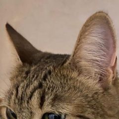Подробнее об объявлении «Москва Пропала кошка» Фото: пропала кошка  «Москва Пропала кошка» в г. Москва