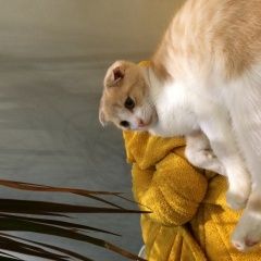 Подробнее об объявлении «Обнинск Пропала кошка шотландская вислоухая» Фото: пропала кошка Скоттиш фолд (шотландская вислоухая) «Обнинск Пропала кошка шотландская вислоухая» в г. Обнинск